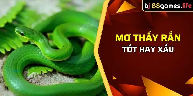 lời giải mã giấc mơ thấy rắn trên